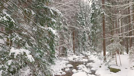cold serene evergreen wonderland, chilly environment, alpine nature