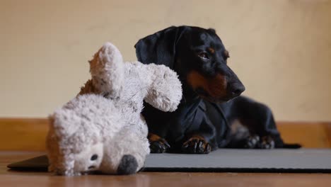 Dachshund-En-Miniatura-Soñoliento-Que-Se-Ve-Muy-Cansado-Mientras-Está-Acostado-En-La-Alfombra-En-El-Suelo