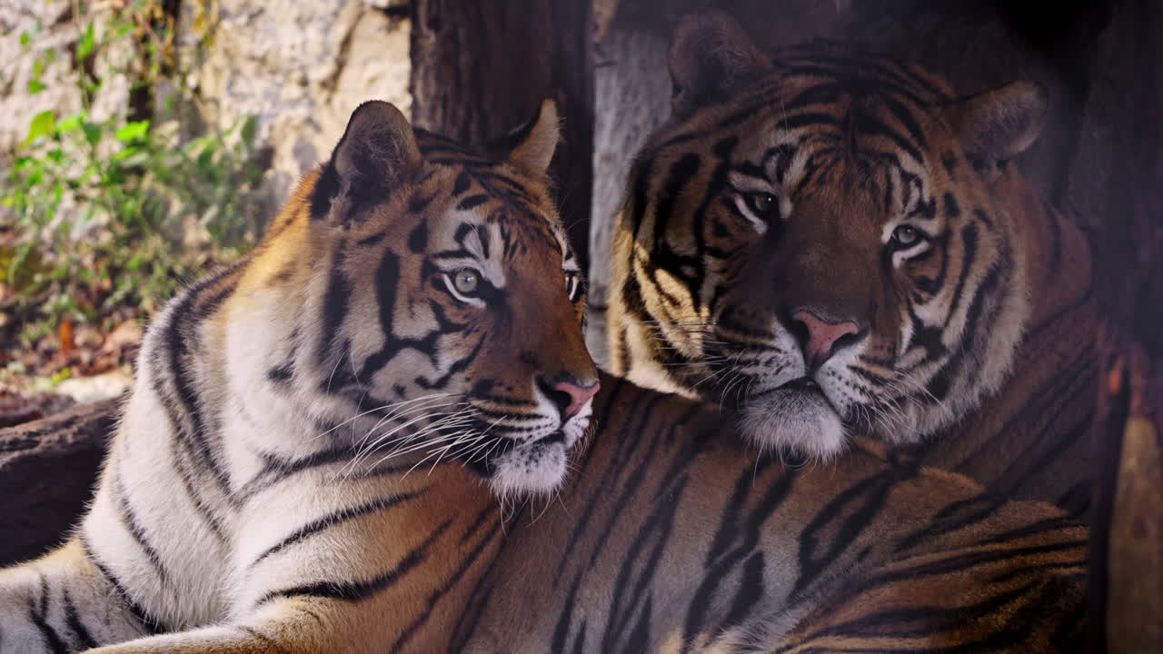 Two Tigers Resting Together