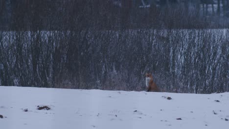 Red-fox-sitting-on-field-in-winter-landscape-snow-evening-dusk