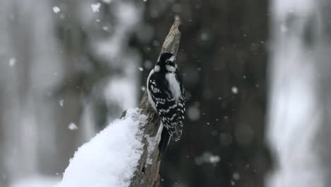 woodpecker bird in snow winter animals nature