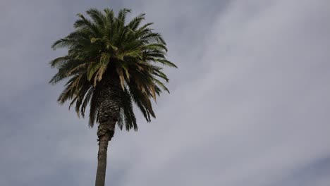 a nice low angle of a palm tree as a generic plane lands silhouetted against the sun in california