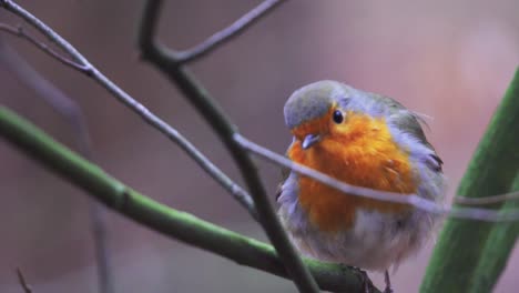 european robin perch and resting on branch of tree in forest