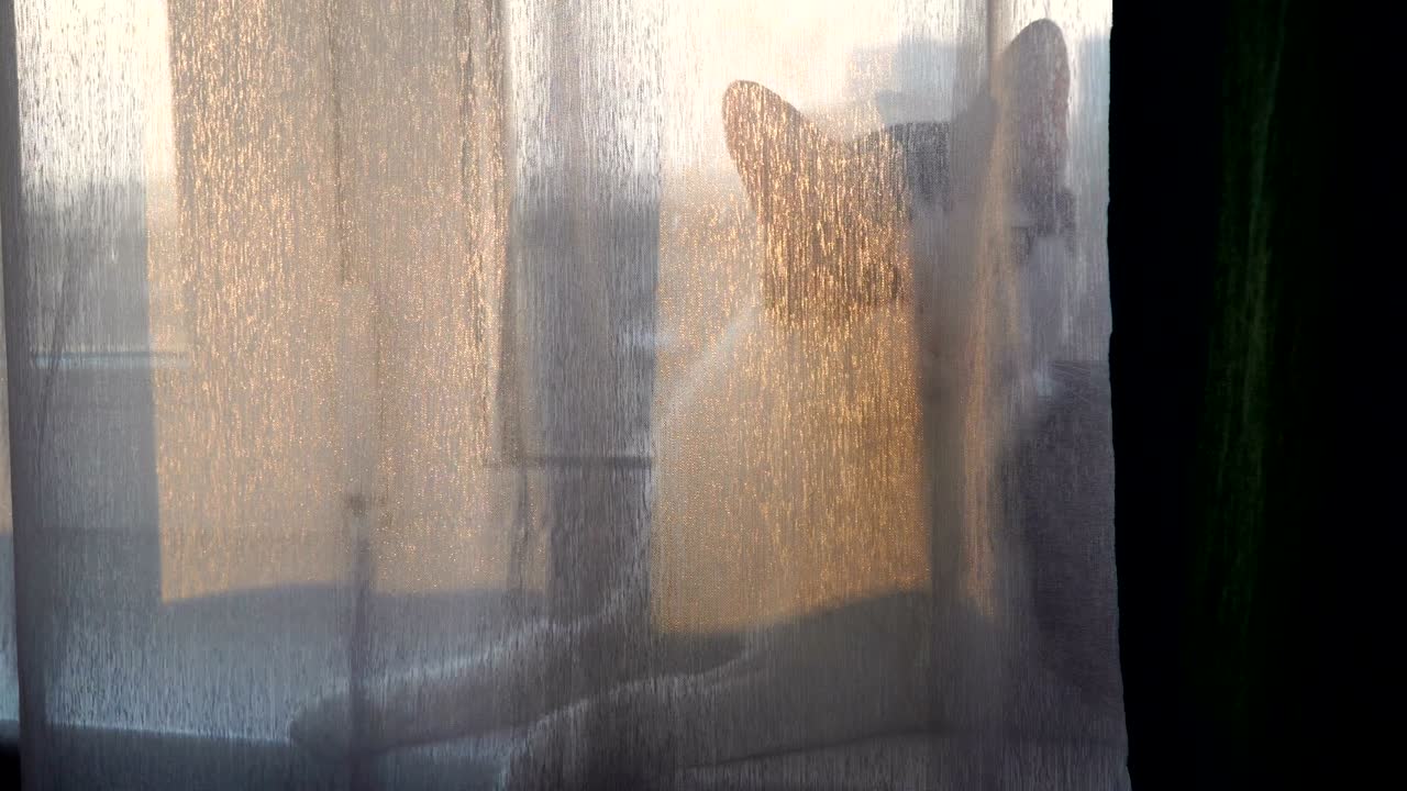 Domestic cat lie on window and lick himself. View through transparent curtain 4k