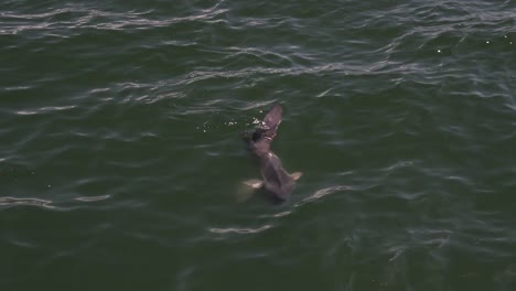 A-shot-of-an-ocean-sunfish-or-common-mola