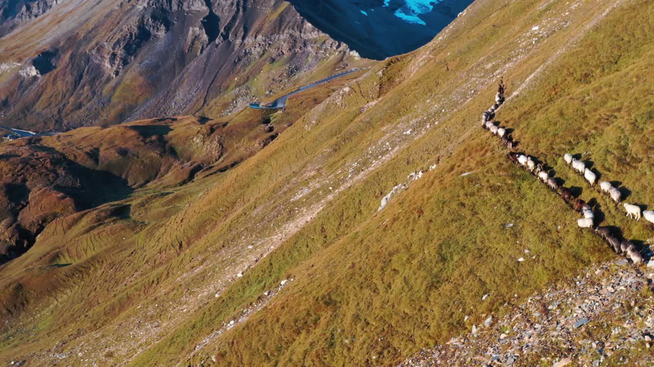 티롤의 밝은 여름날 고산 목초지에서 방목하는 흰색과 갈색 양 떼
