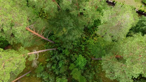 top down aerial view of tall summer pine trees forest, rotkali, latvia, day