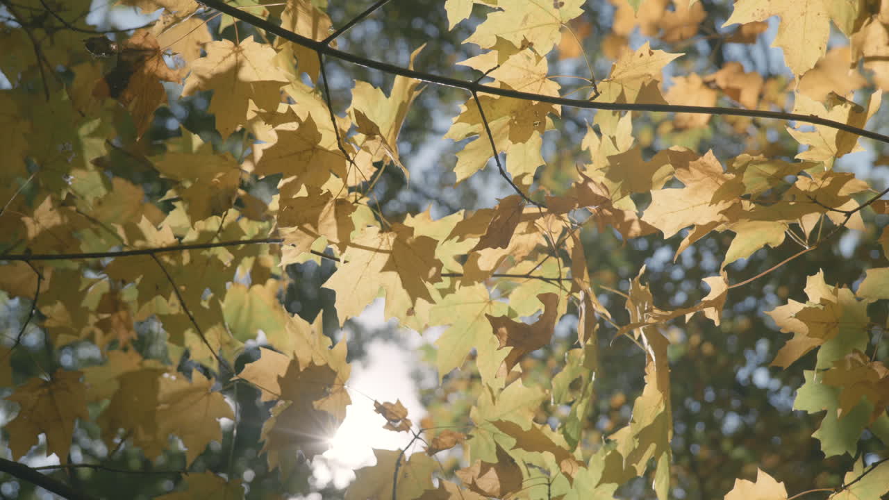 vista hacia arriba a través de hojas de otoño y luz solar. estático
