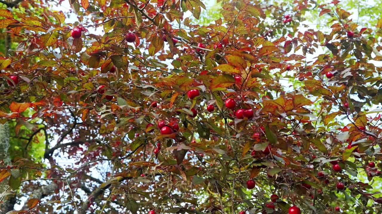 Ripe red plums enrich autumn branches reflecting harvest and natural abundance