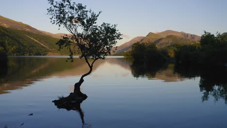 Dramatic Lake Reflection of Isolated Tree Silhouette - Scenic Circling View at Snowdonia National Pa