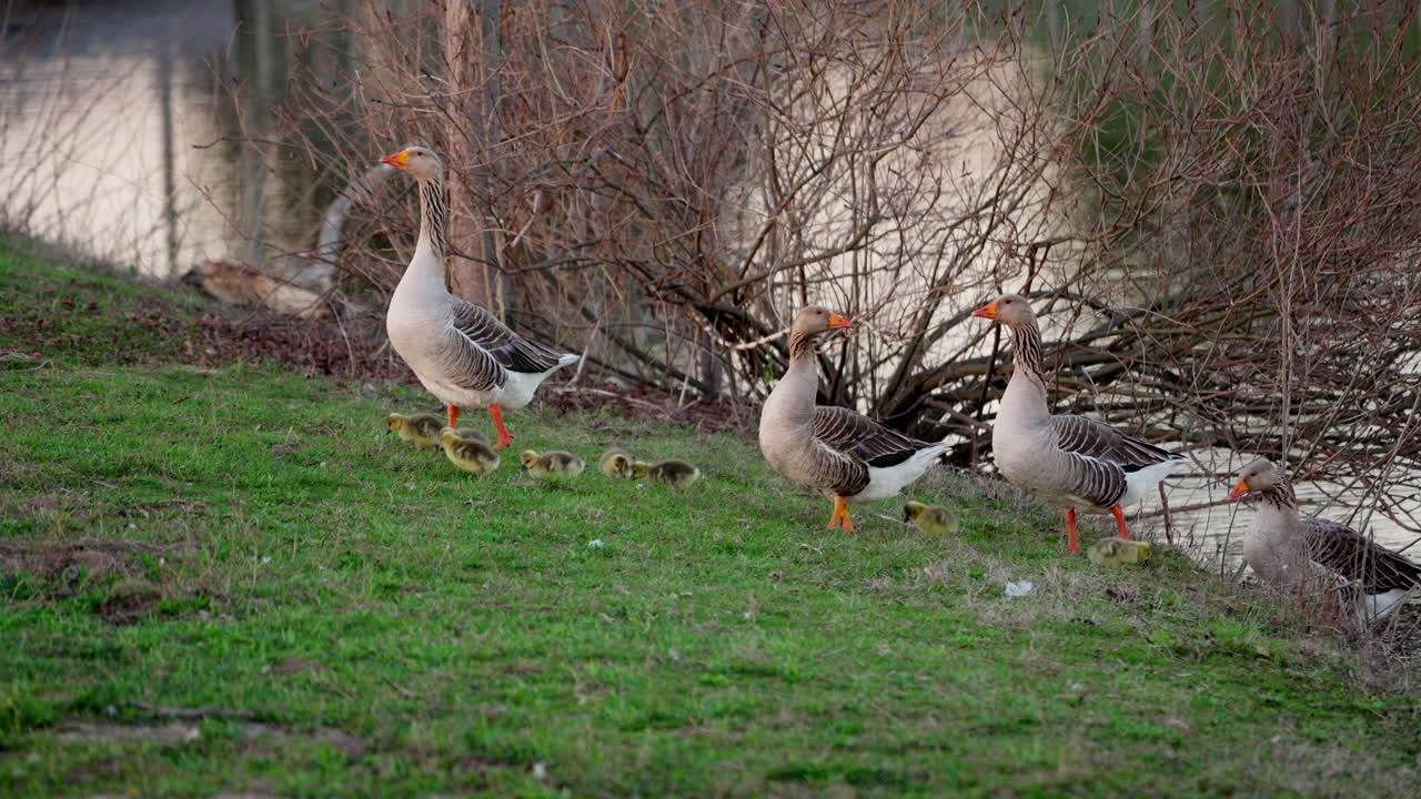 A springtime slow-motion video showing baby birds feeding and frolicking.