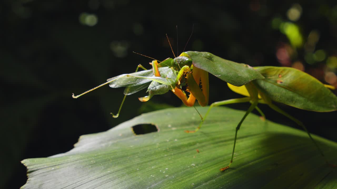 A cobra mantis grips a green grasshopper in its arms and feeds, deep in Peru’s Amazon rainforest.