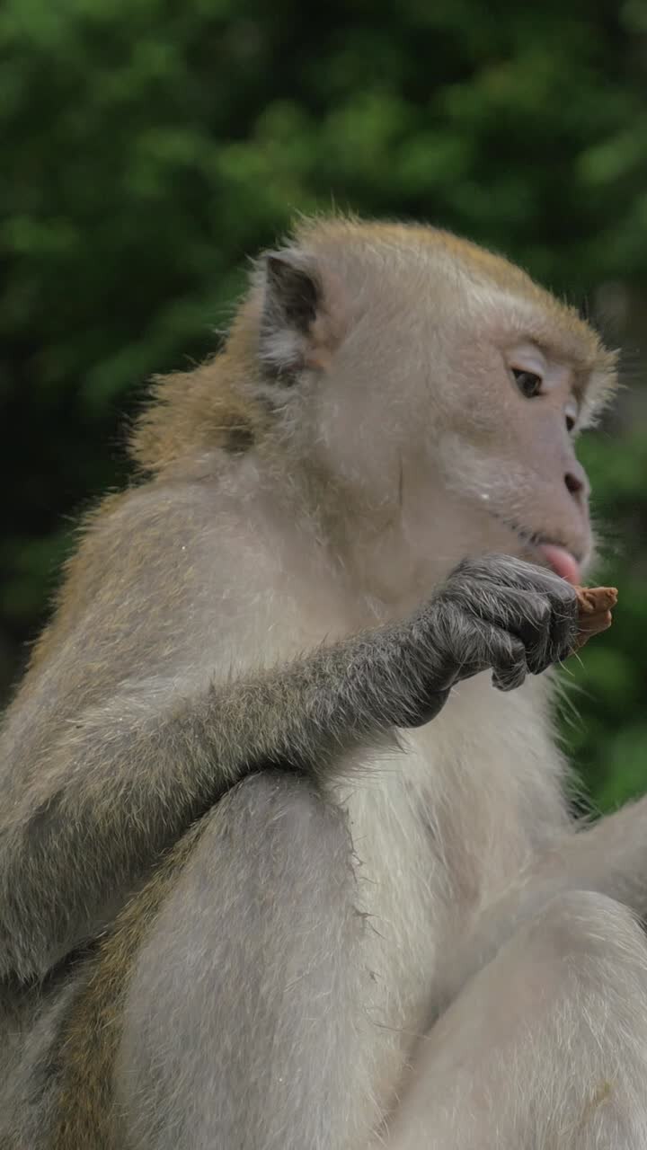 Close-Up of a Macaque Monkey Eating Food in the Jungle