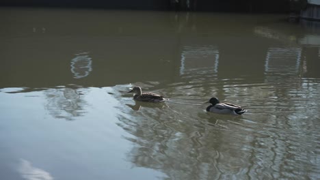 Zwei-Enten-Schwimmen-Im-Kanal