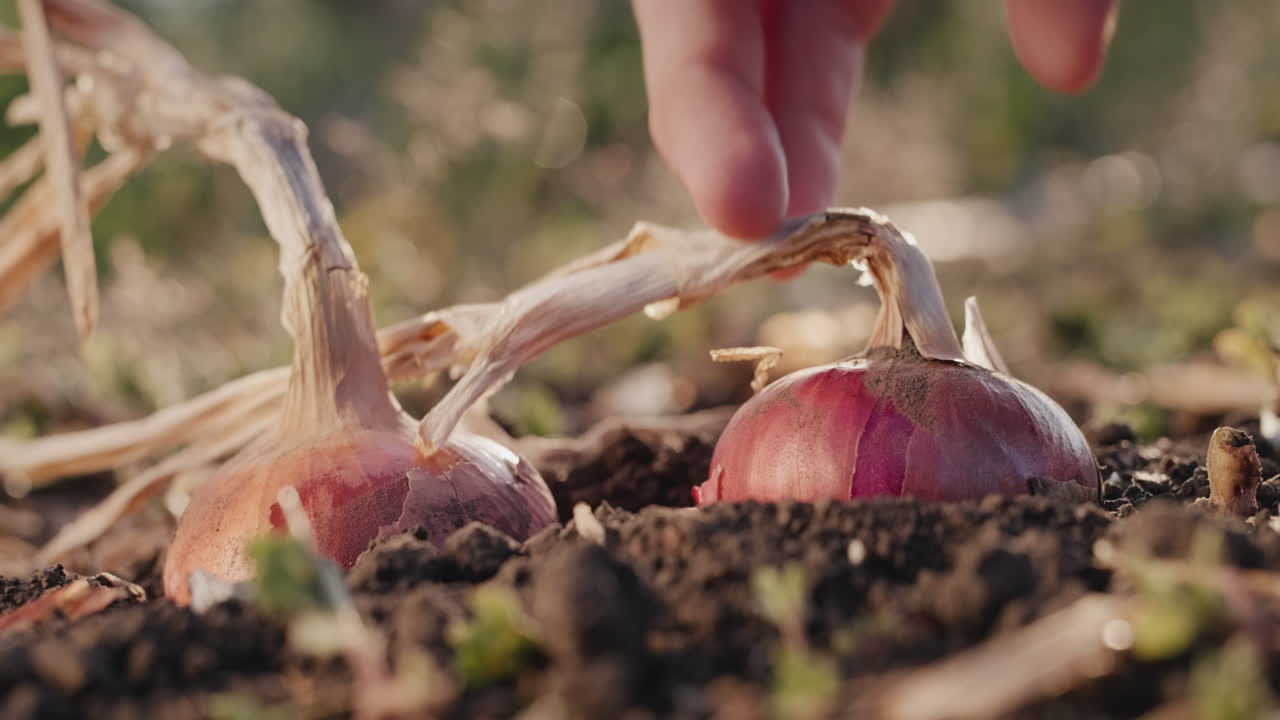 Farmer's hand pulls onion bulb from soil