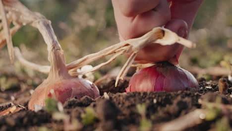 farmer's hand pulls onion bulb from soil