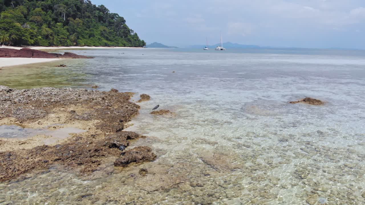 태국 크라단의 하얀 모래 해변에 있는 아름다운 헤론 새들 - 낮은 공중