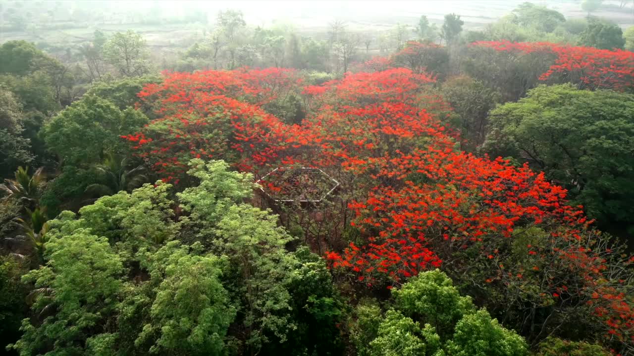 메이플 나무 에서 아름다운 스트랙처 드론 촬영을 하고 있습니다.