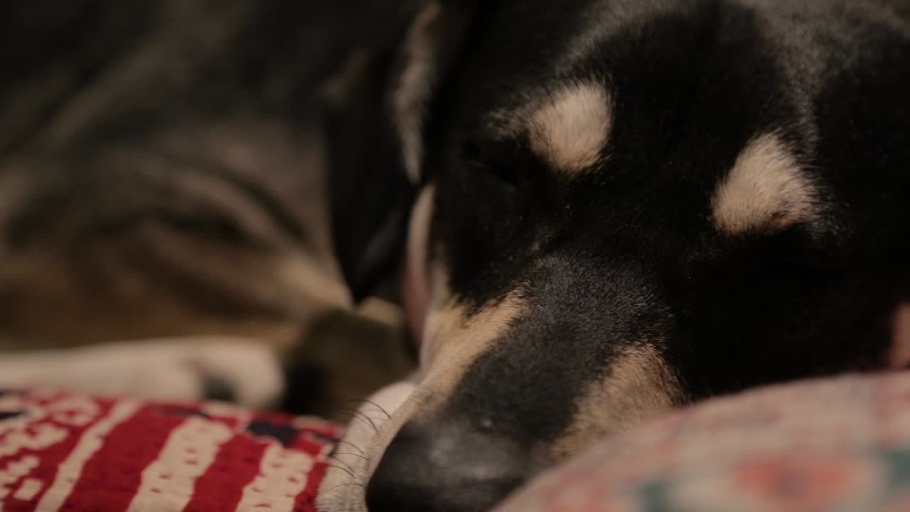 슬픈 개가 혼자 누워있다