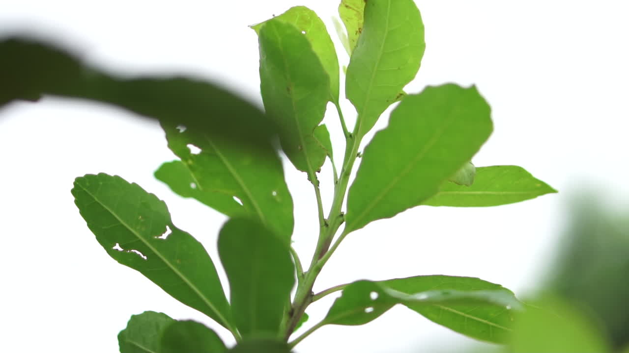 la naturaleza verde se combina con el blanco, mientras el viento mueve las hojas de la yerba mate, de cerca