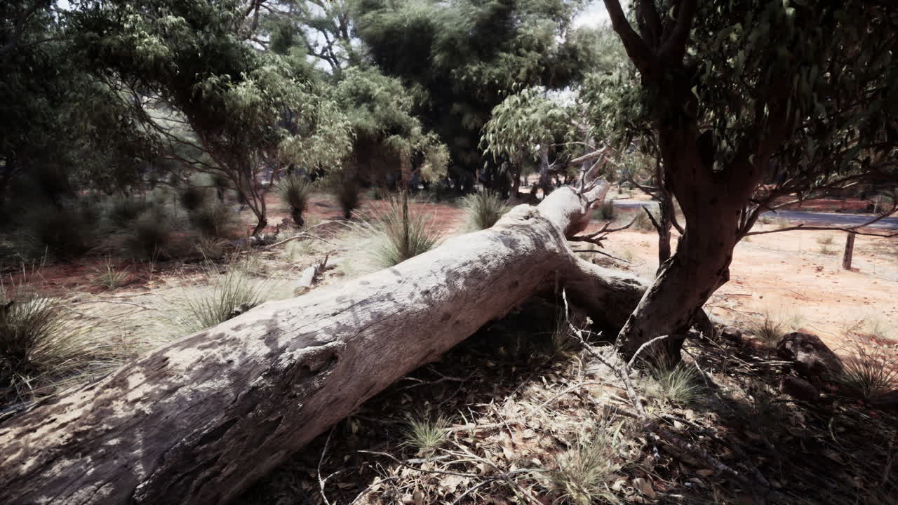 숲 속 에 쓰러진 나무