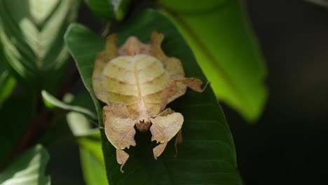 javanese leaf insect, phyllium pulchrifolium, female, yellow form, 4k footage