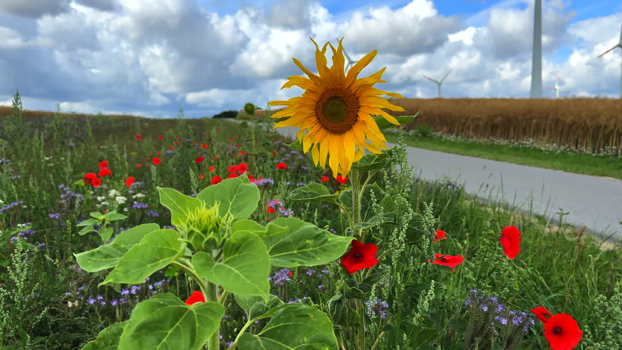 junto a una carretera hay una franja de flores con girasoles, amapolas y cornflowers para los insectos