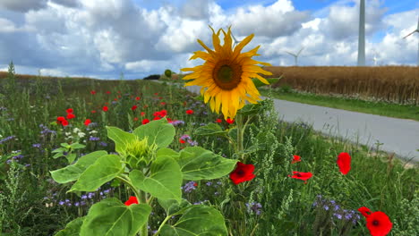 Junto-A-Una-Carretera-Hay-Una-Franja-De-Flores-Con-Girasoles,-Amapolas-Y-Acianos-Para-Los-Insectos