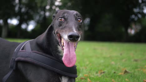 greyhound dog portrait looks into camera