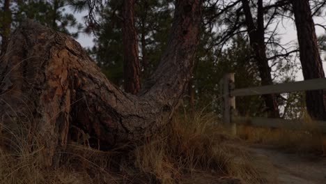 Dilworth-mountain-look-out-with-a-pine-tree-forest-and-a-wood-fence-down-a-pathway