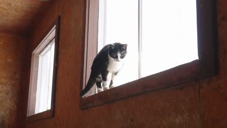 Adorable-Gato-Parado-En-El-Alféizar-De-La-Ventana-Mirando-Hacia-Abajo-Y-Afuera-De-La-Ventana-De-Vidrio