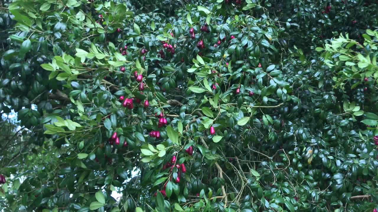 Rote Beeren und grüne Blätter eines Baumes, die in Auckland, Neuseeland, im starken Wind wehen.