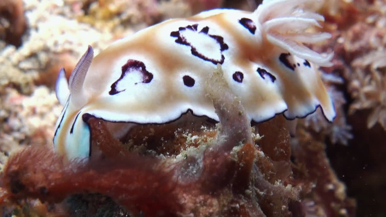 갯민숭달팽이 chromodoris leopardus는 암초를 오른쪽에서 왼쪽으로 크롤링합니다.