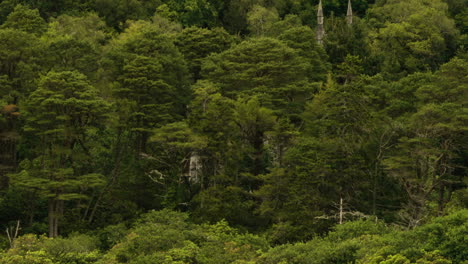 Frondosos-árboles-Verdes-Cerca-De-La-Abadía-De-Kylemore-En-Irlanda