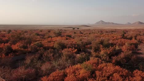 fly-over-pomegranate-garden-in-fall-winter-autumn-harvest-season-of-desert-village-in-Iran-red-ripe-fruit-in-farmer-market-fresh-delicious-juice-wine-in-cooking-culinary-gourmet-persian-cuisine