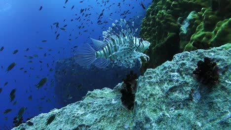 slow zoom in to an adult lionfish hovering over a rock on a coral reef