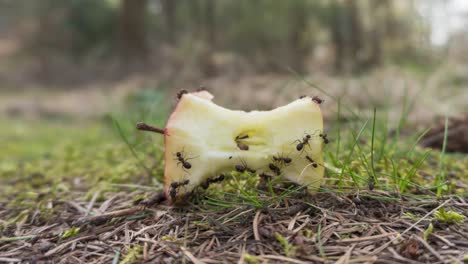 Zeitraffer-Der-Ameisenkolonie,-Die-Nahrung-Für-Das-Nest-Findet,-Insekten-Teamarbeit