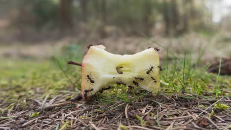 lapso de tiempo de colonia de hormigas encontrando comida para nido, trabajo en equipo de insectos