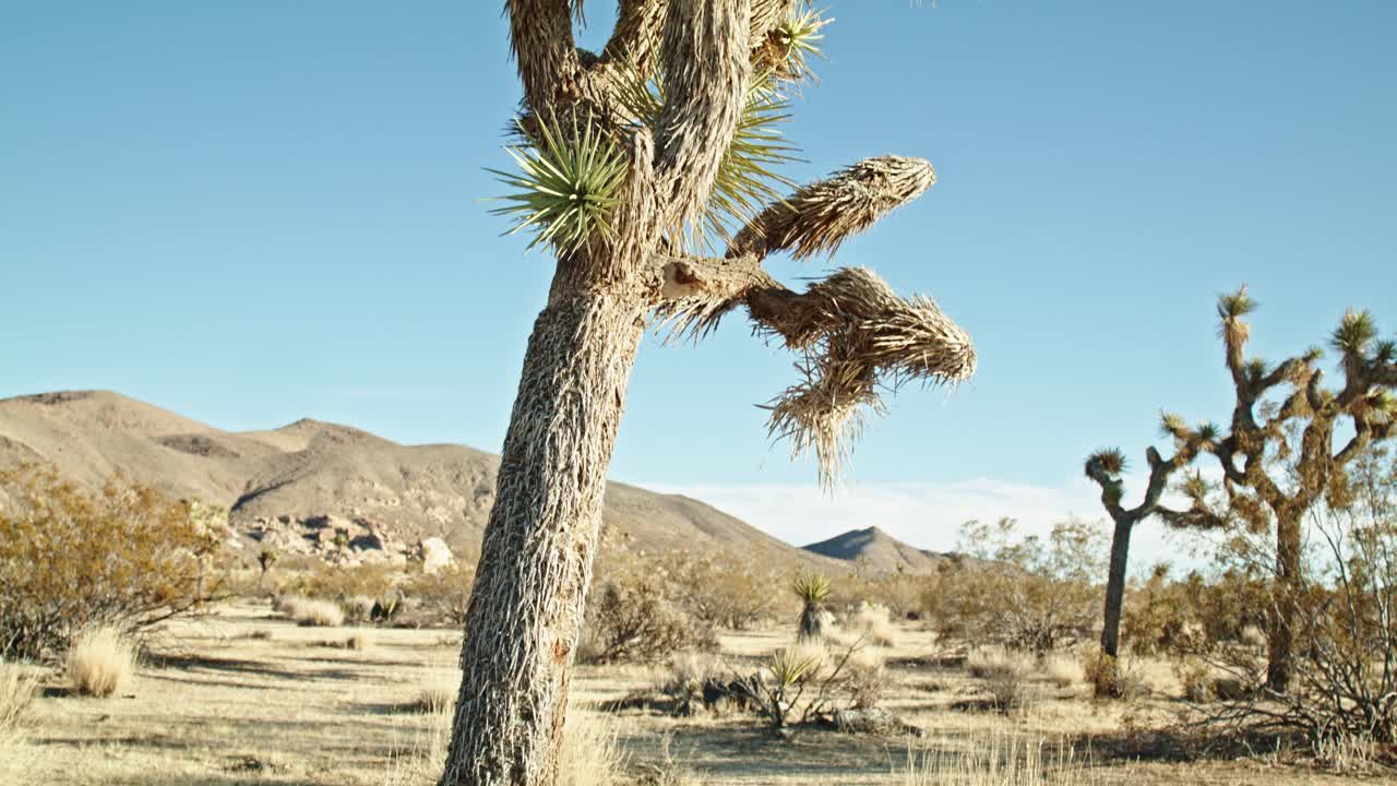 캘리포니아에 있는 조슈아 트리 국립공원 (joshua tree national park) 에서 조슈아 나무가 아래로 기울어져 있습니다.