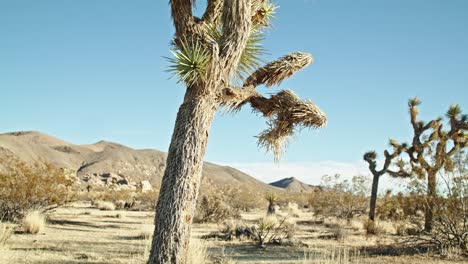 joshua tree in joshua tree national park in california with video tilting down