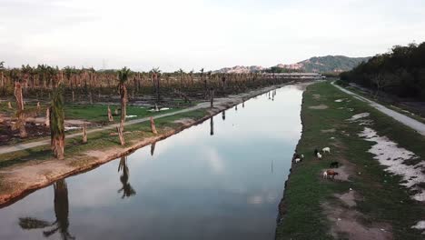 Fly-over-the-river-with-goats-and-oil-palm-tree-at-side.