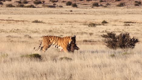 Prächtiger-Königstiger-In-Der-Savanne-Nimmt-Warzenschwein-Auf-Und-Schleppt-Es