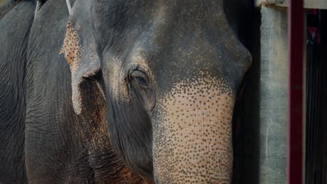 Frente-De-Elefante-Cerca-De-Su-Cara-Y-Orejas-Flojas