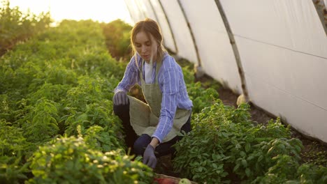 woman working at greenhouse, cleans the plants from weeds in the morning, slow motion