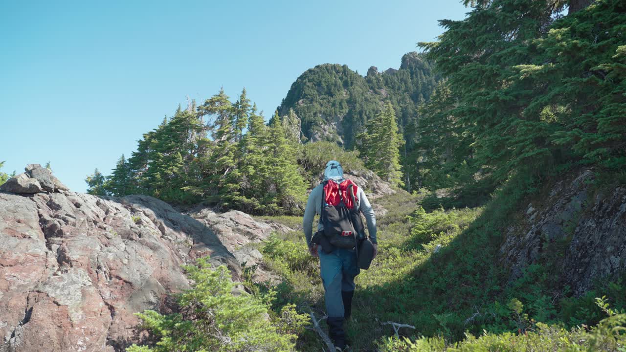 excursionista caminando por la pradera del bosque alpino - gama mackenzie, isla de vancouver, bc, canadá