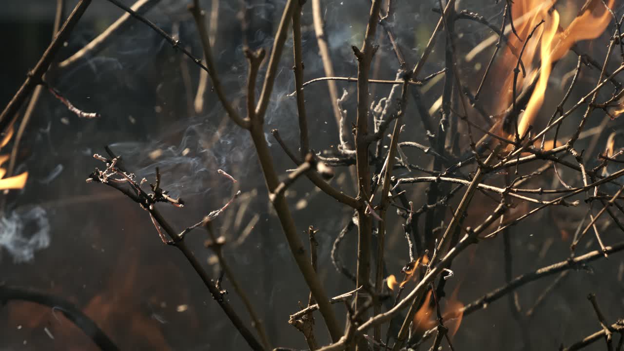 불타는 건조한 가지
