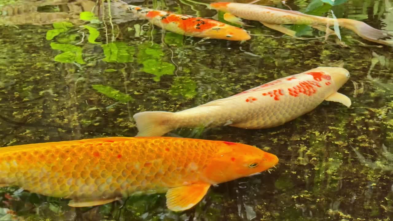 Nahaufnahme von bunten Koi-Karpfen, auch bekannt als Nishikigoi-Fische, die in klarem Gartenteichwasser schwimmen