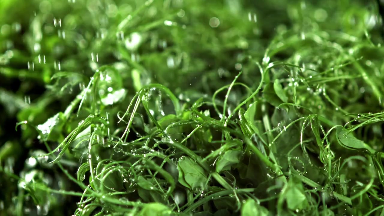 Water Droplets Falling on Vibrant Green Microgreens