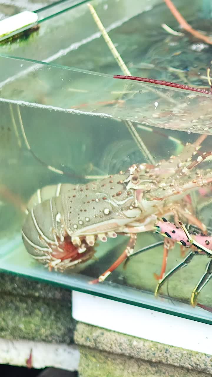 Live Lobster in a Glass Aquarium at a Seafood Market