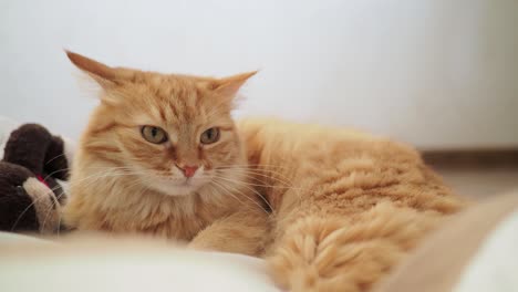 cute ginger cat lying in plastic bag with plush toy bear. fluffy pet is dozing. cozy home background with kitty hiding in toys from noisy baby